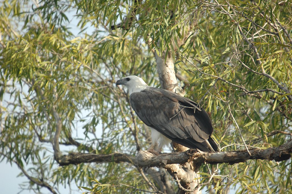 Hawk, White-bellied Sea-Eagle, _05.JPG - White-bellied Sea Eagle. Kakadu Higway between Jabiru and Pine Creek, 12-23-2007